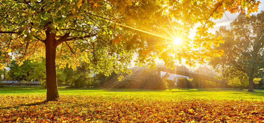 Colorful foliage in the autumn park