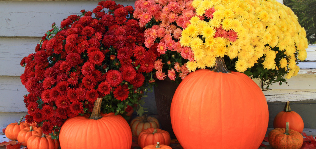 Picture of beautiful arrangement of typical for Autumn and Thanksgiving pumpkins, mini pumpkins and red, yellow and pink fall mums in front of country old wooden home used as background