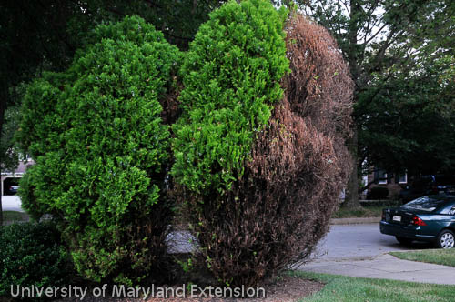 bagworm damage