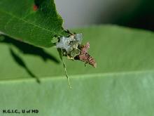 bagworm feeding