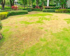 Lawn Disease Control by Landscape Consultants