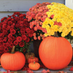 Fall annuals and perennial flowers