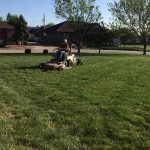 Lawn maintenance services by Landscape Consultants