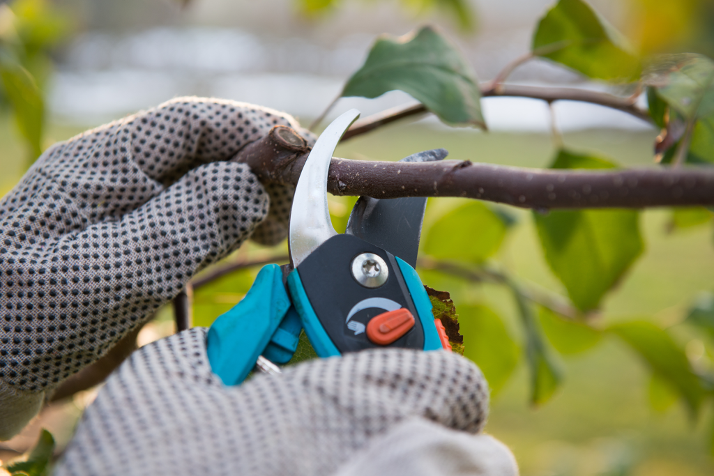 pruning