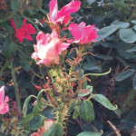 Rose Rosette Disease