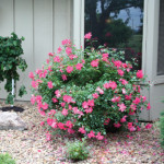 Summer Flowering Shrubs