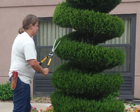 Tree care by Landscape Consultants