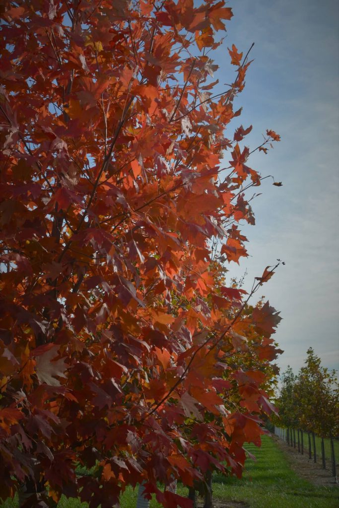 Landscape Consultants trees