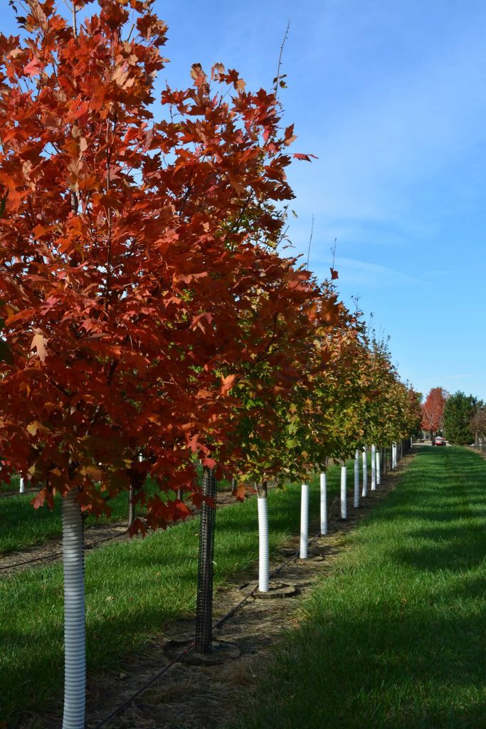 Kansas tree farm at Landscape Consultants