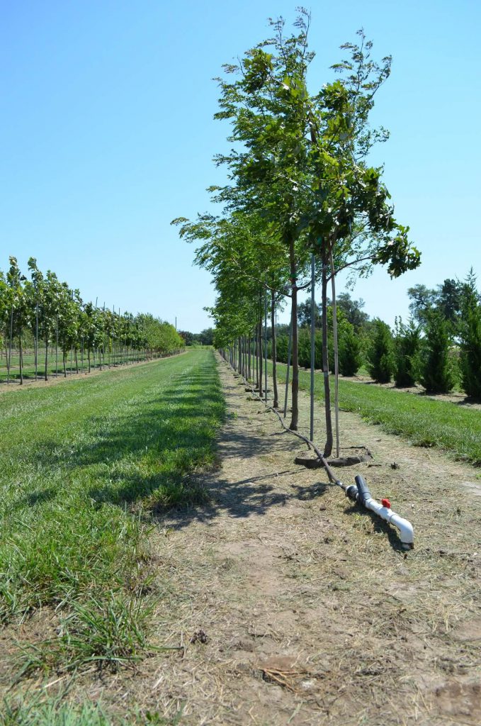 Tree field planting at Landscape Consultants