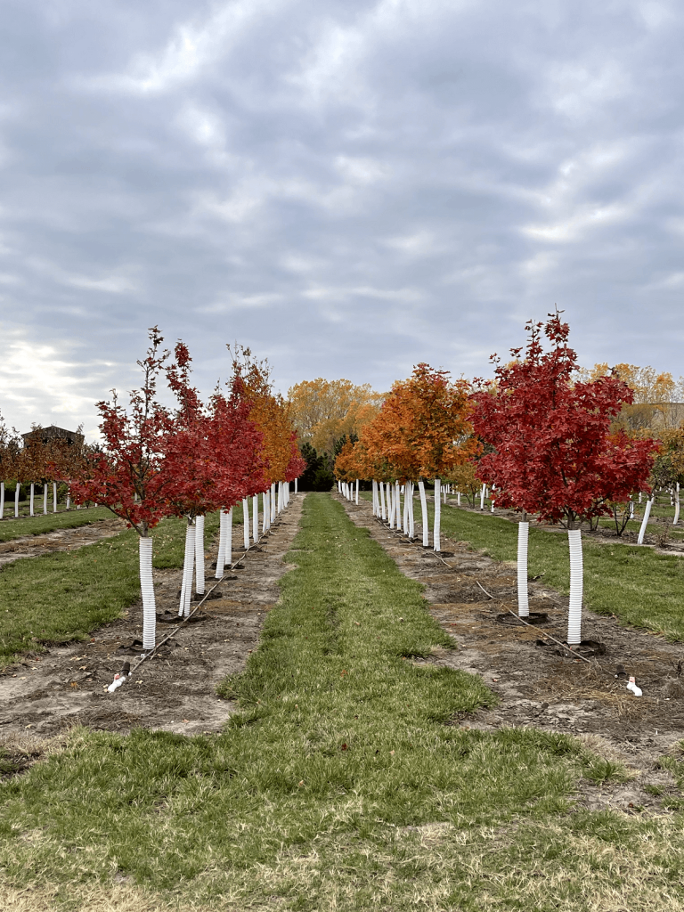 Local tree farm at Landscape Consultants