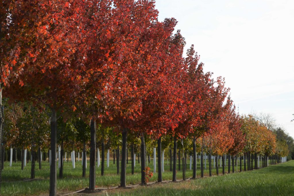 Wholesale trees at Landscape Consultants